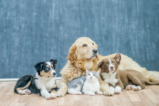 FOUR-LEGGED FASHION